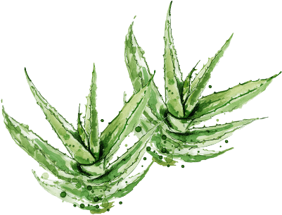 Aloes